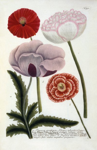 Papaver, from Johann Wilhelm Weinmann